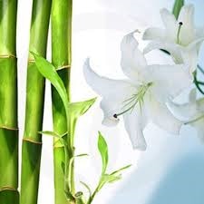 Bamboo & White Lily