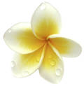 Frangipani