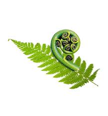 NZ Fern - The Koru