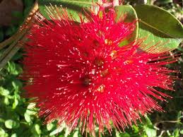 Pohutukawa