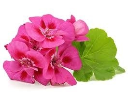 Rose Geranium