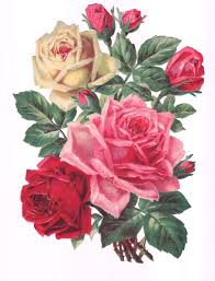 Victorian Rose