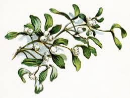 White Mistletoe - Christmas Collection