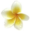 Frangipani